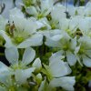 Fiori di Dionaea muscipula