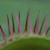 Dionaea muscipula \'Red dragon\'