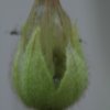 Drosophyllum lusitanicum - fiore con semi