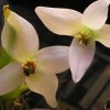 Fiore di Heliamphora tateti var. tatei