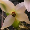 Fiore di Heliamphora tateti var. tatei