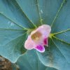 Proboscidea parviflora - fiore
