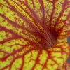 Sarracenia flava - Heavly veined
