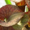 Sarracenia flava (Super ornata)