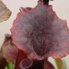 Sarracenia flava (very Red Form)