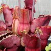 Sarracenia purpurea \"Ruffled lid\", giugno 2013