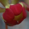 Sarracenia purpurea var. rupicola - fiore