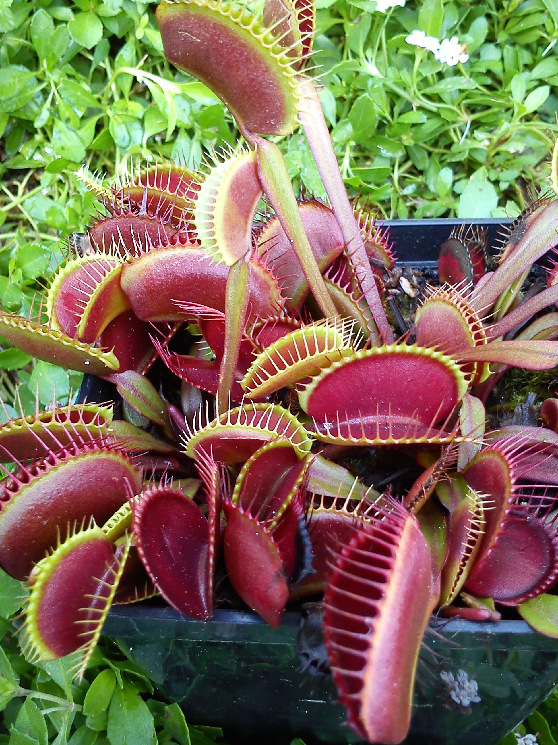 Dionaea