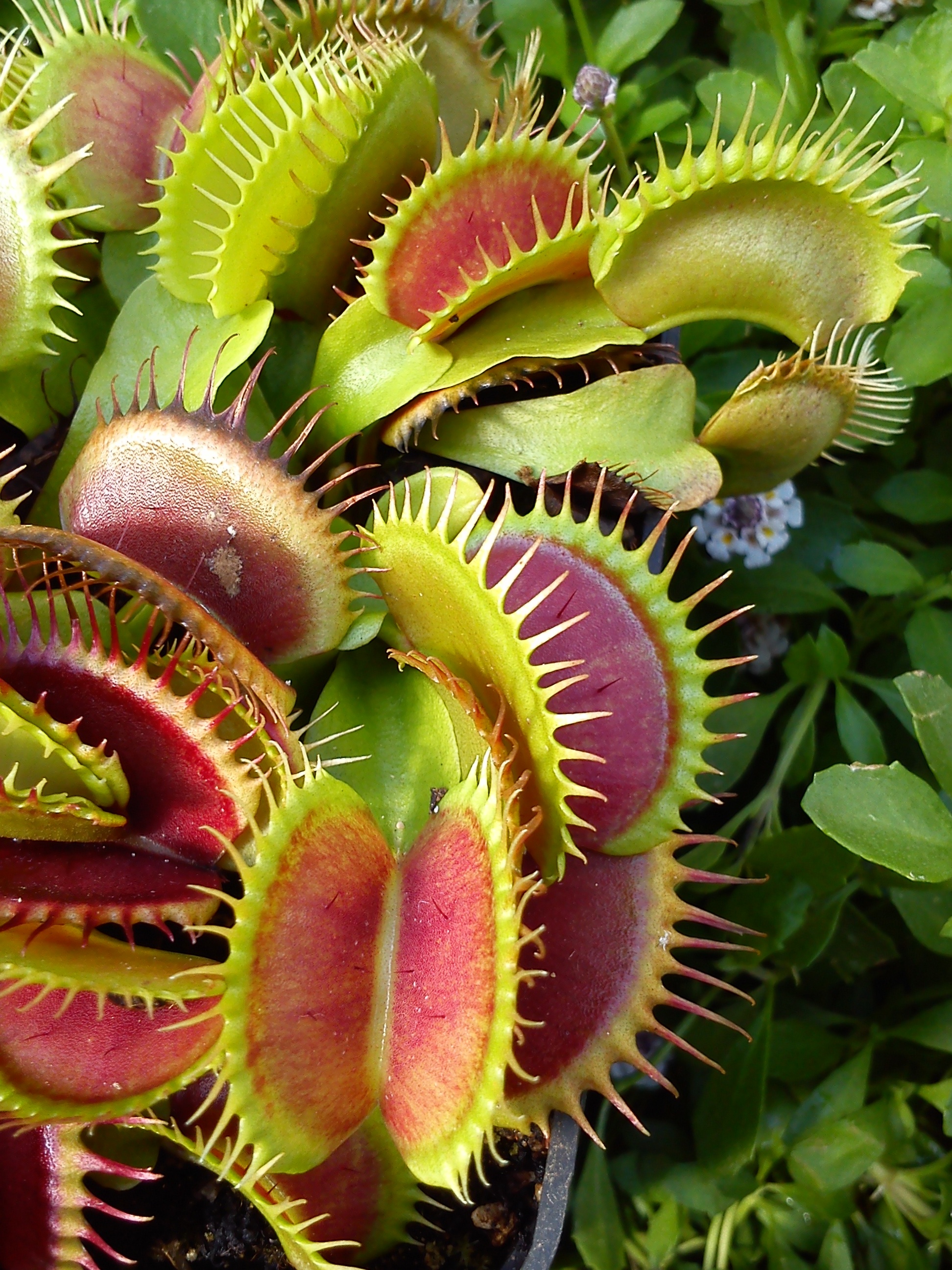 Dionaea muscipula