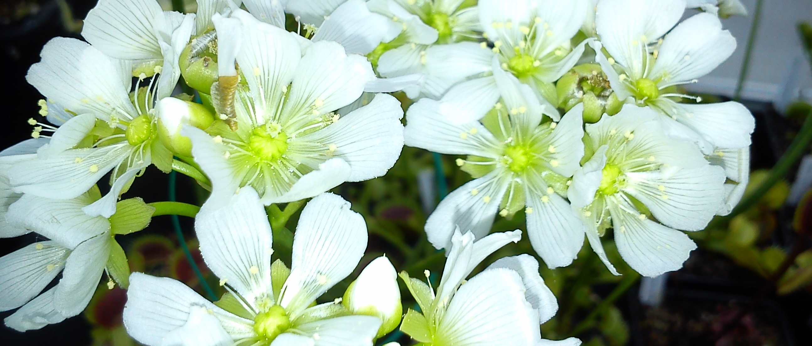 Fiore Dionaea muscipula