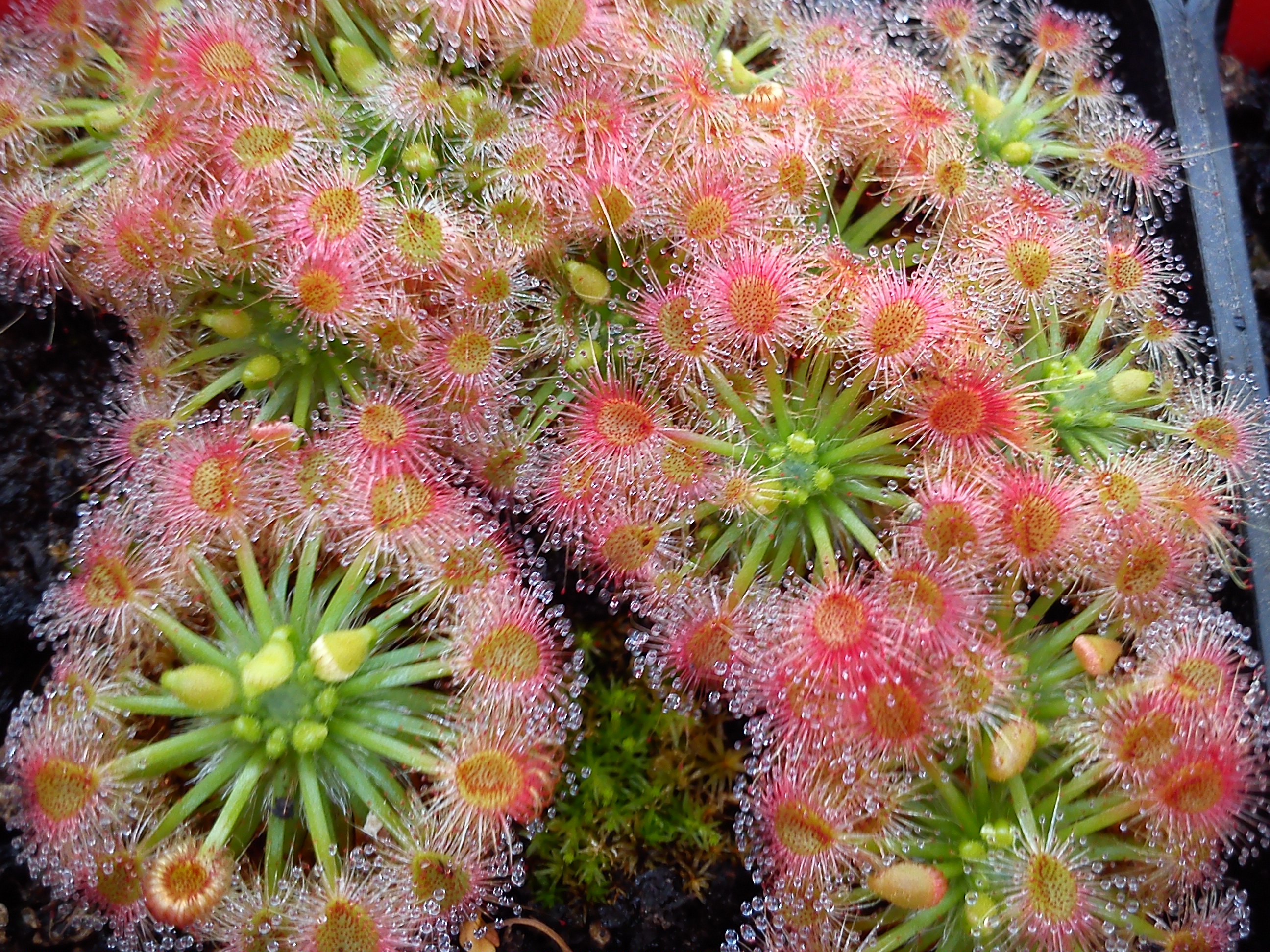 Drosera