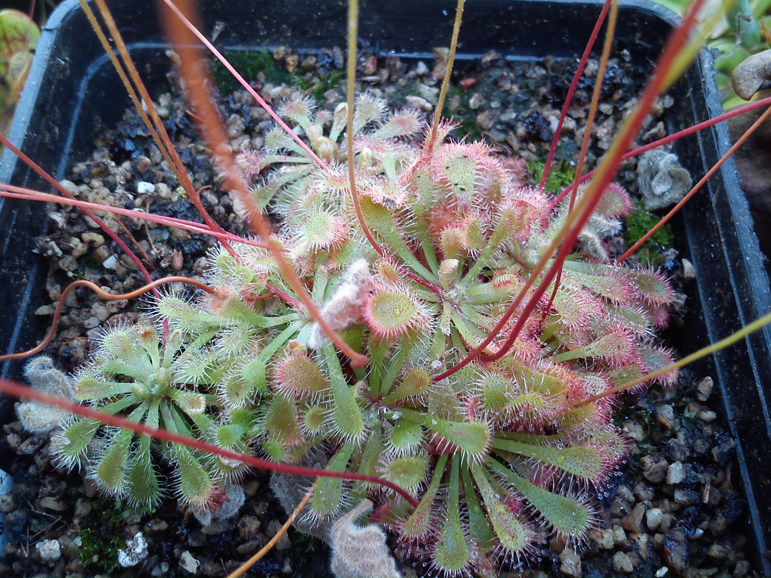 Drosera