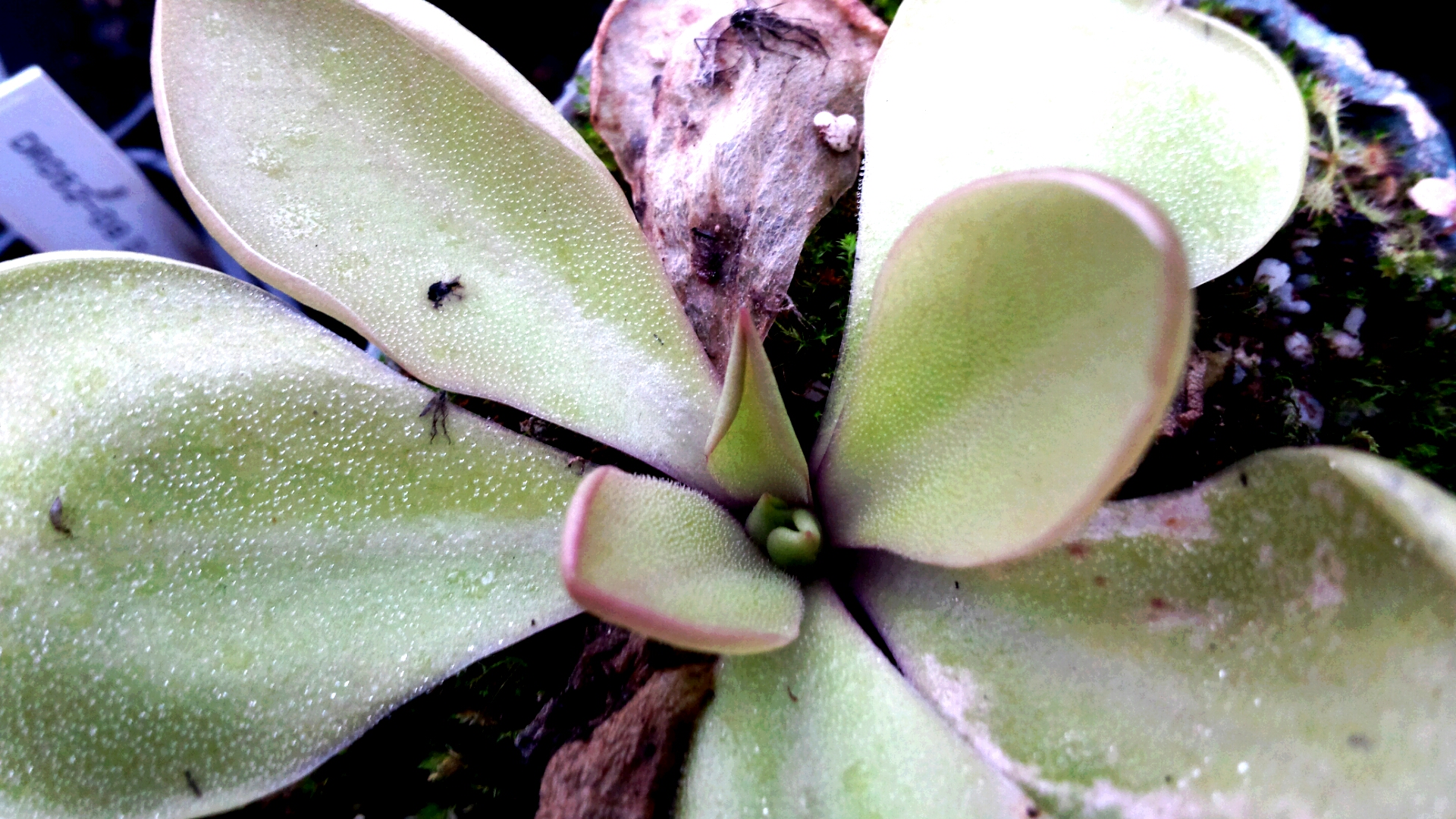 Pinguicula rectifolia