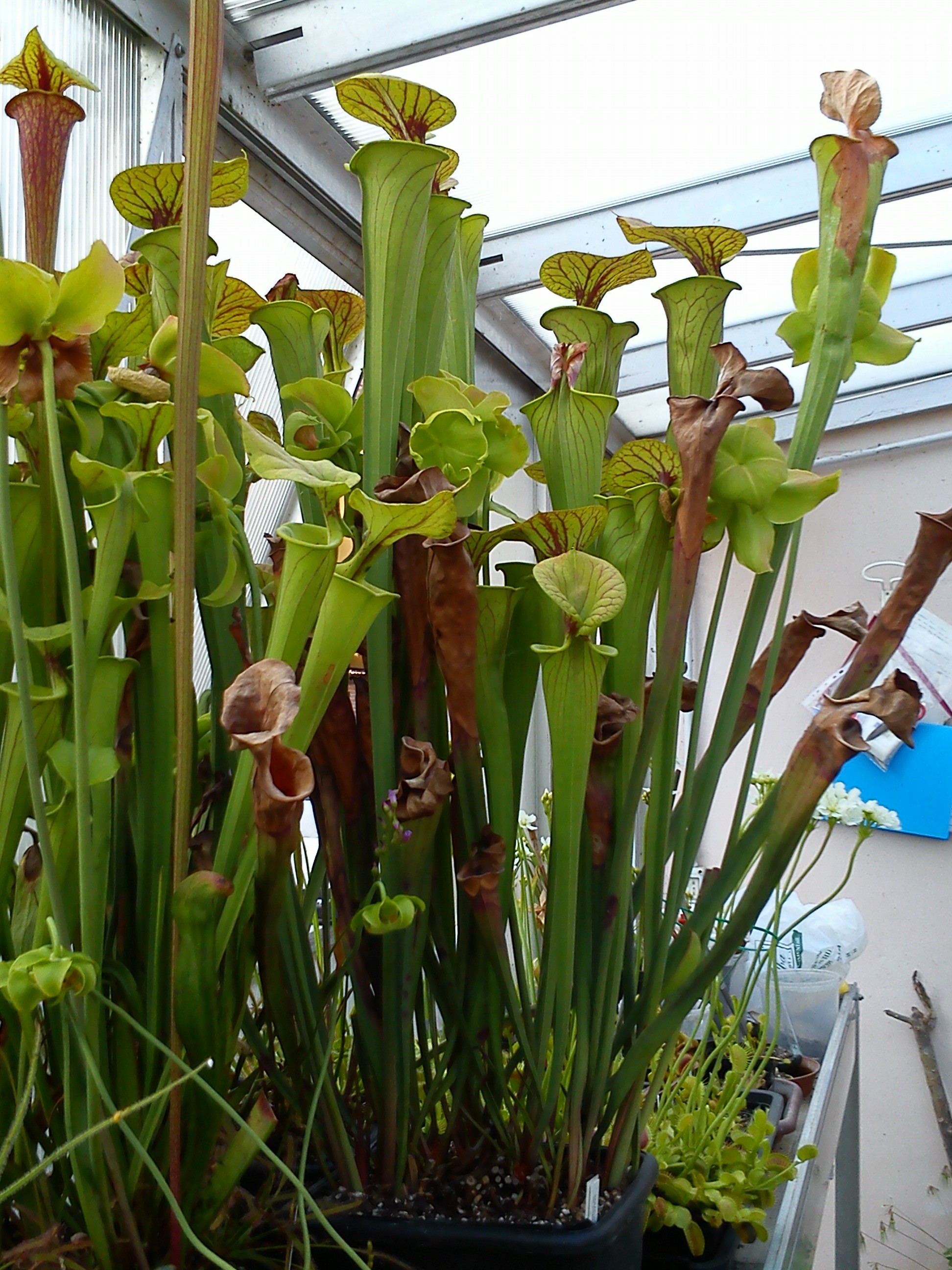 Sarracenia