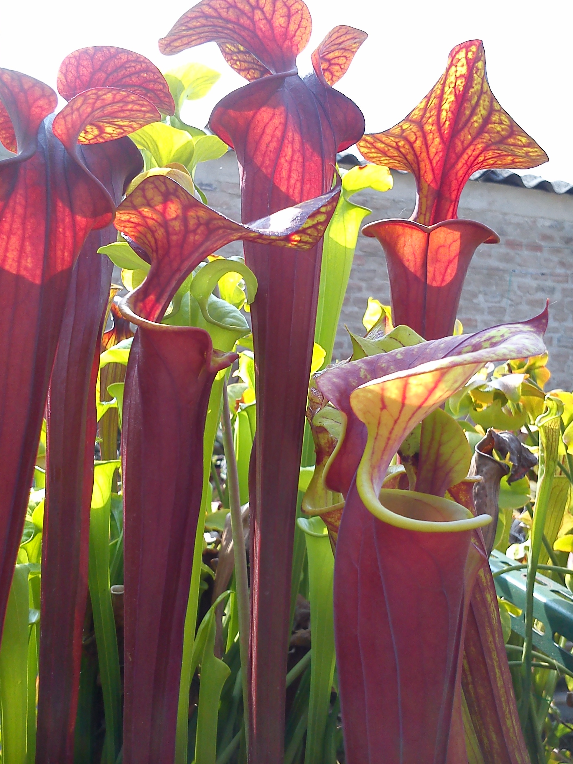 Sarracenia