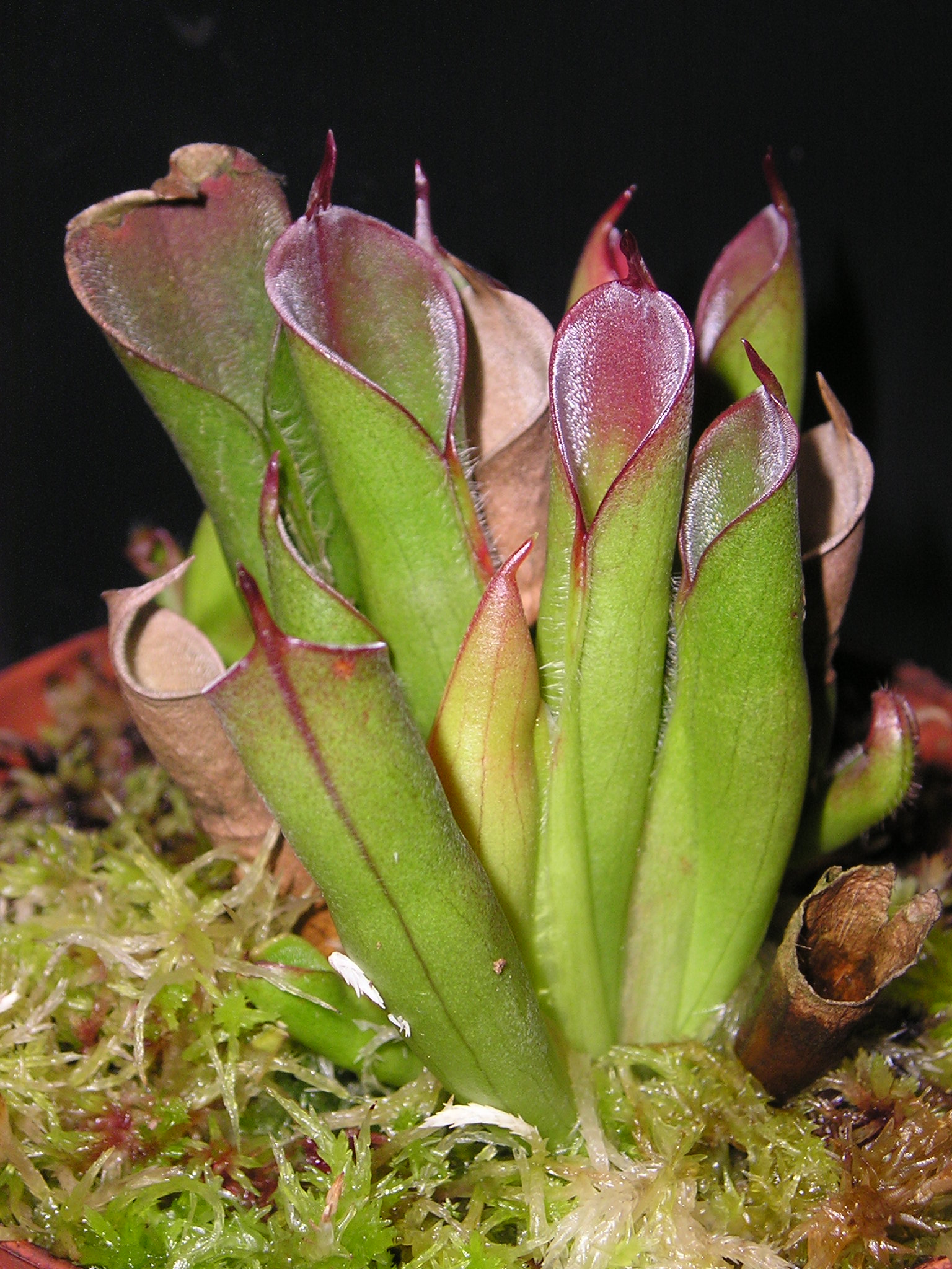 H. elongata