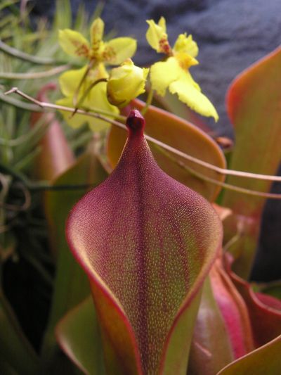 Heliamphora ionasii