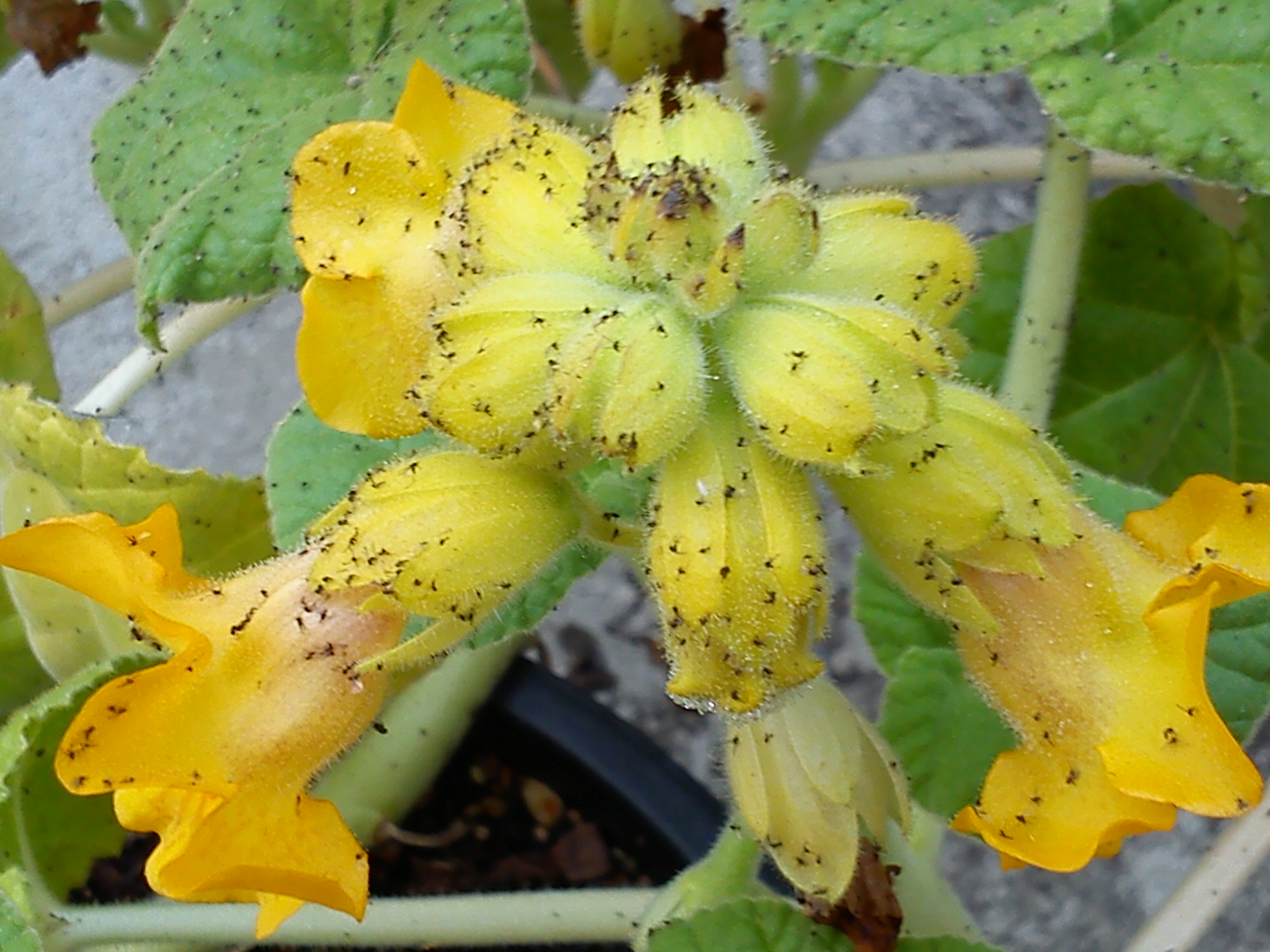 Foglie, rami e fiori di Ibicella lutea