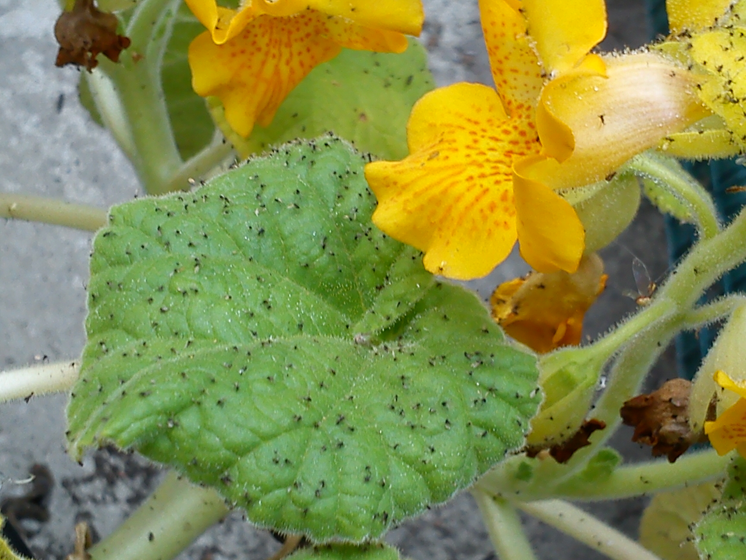 Foglie, rami e fiori di Ibicella lutea