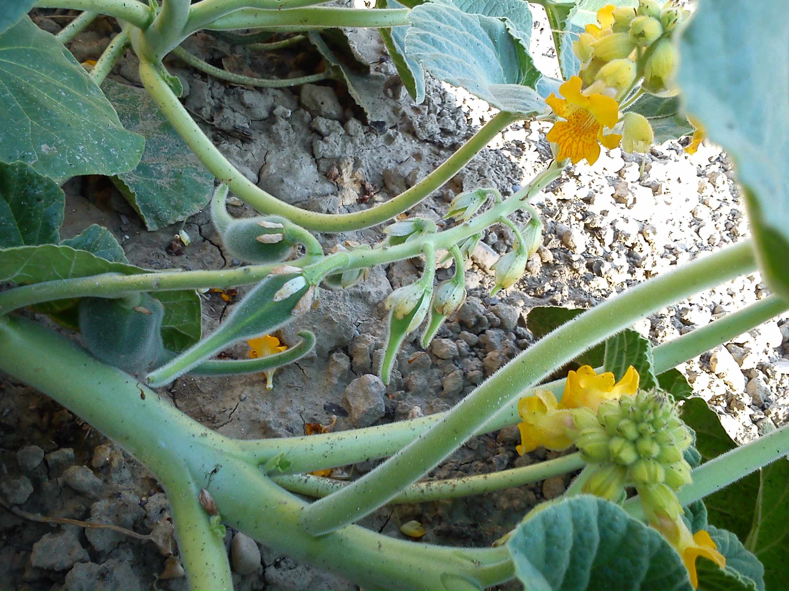 fruttificazione copiosa di Ibicella lutea