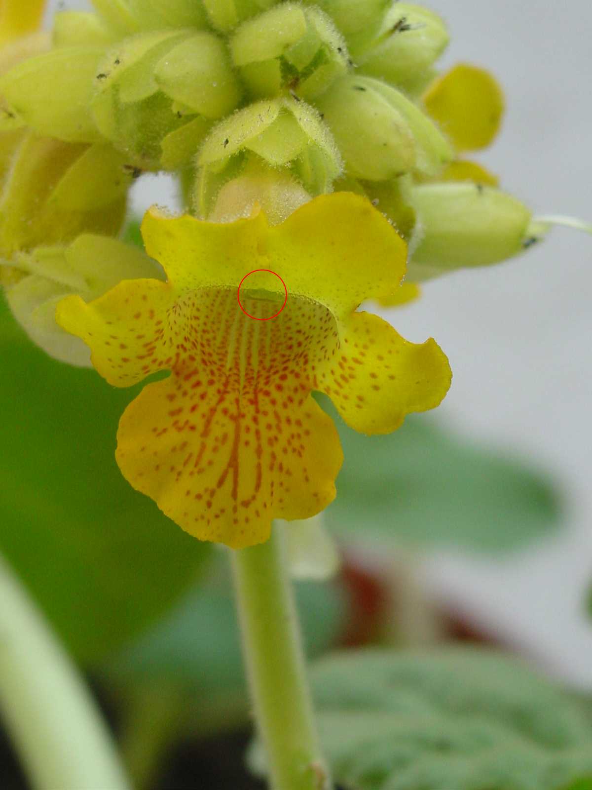 Fiore di Ibicella lutea