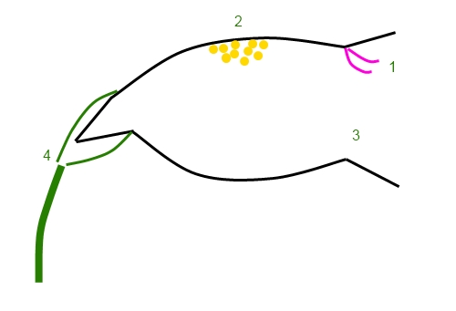 Schema fiore ibicella