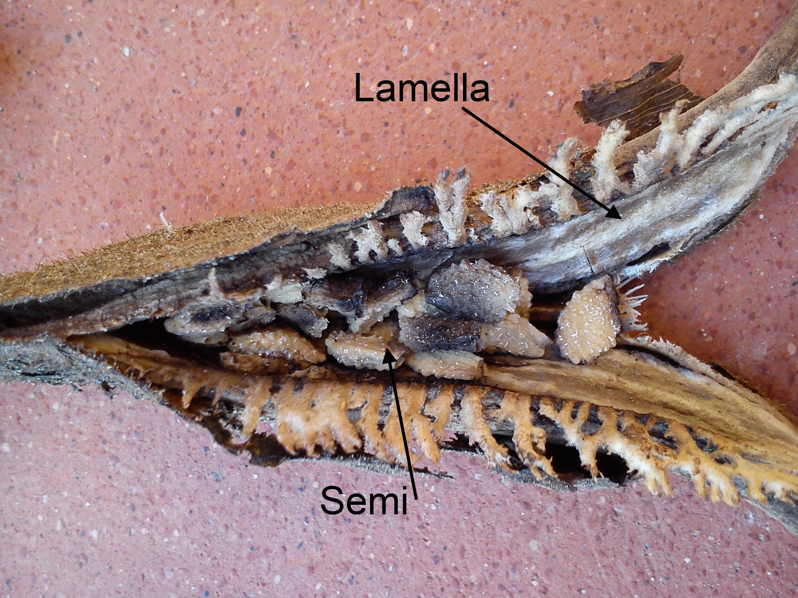 Drupa aperta (Proboscidea parviflora), semi superiori e lamella.