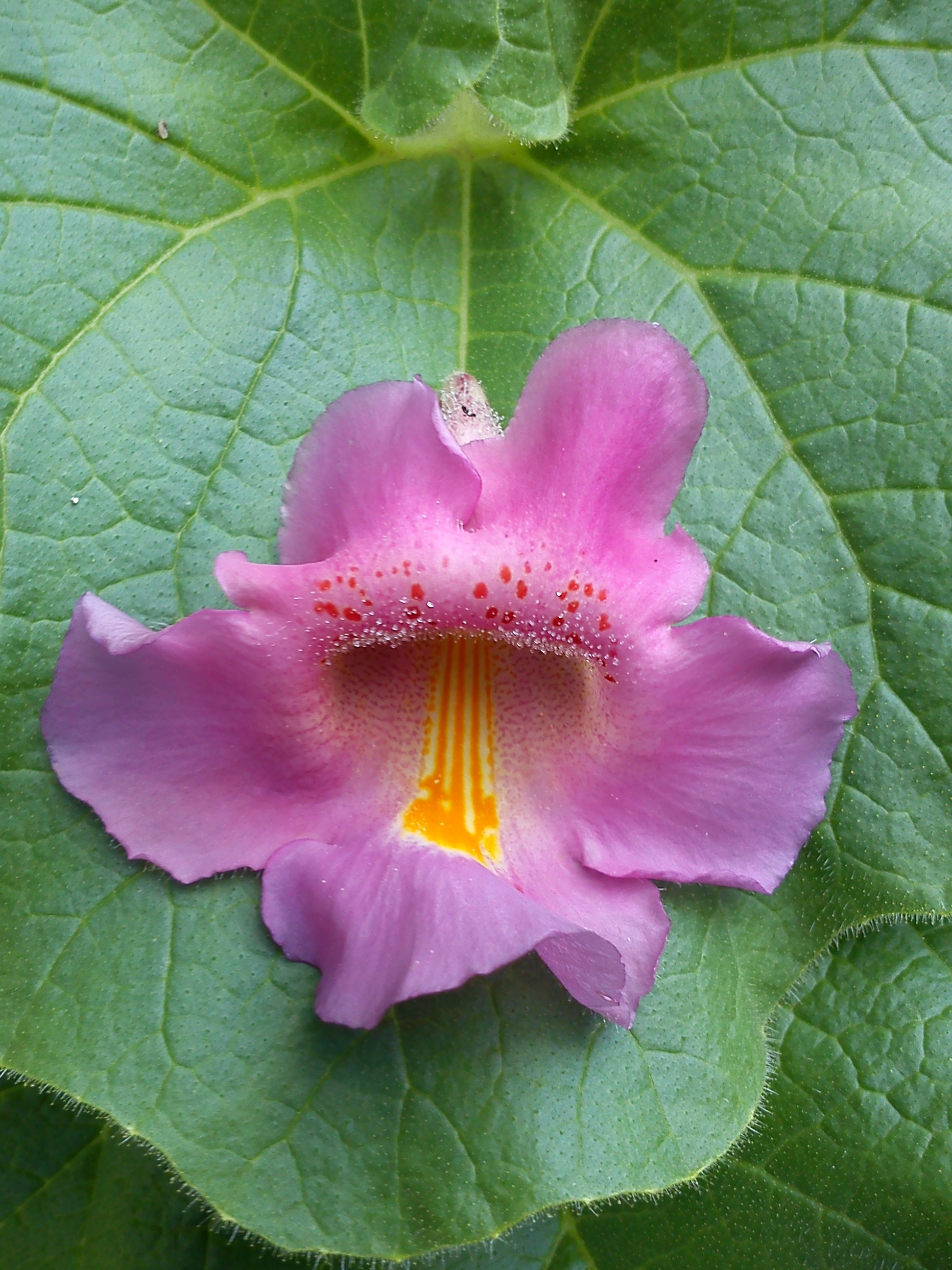 Fiore di Proboscidea louisianica ssp. fragrans