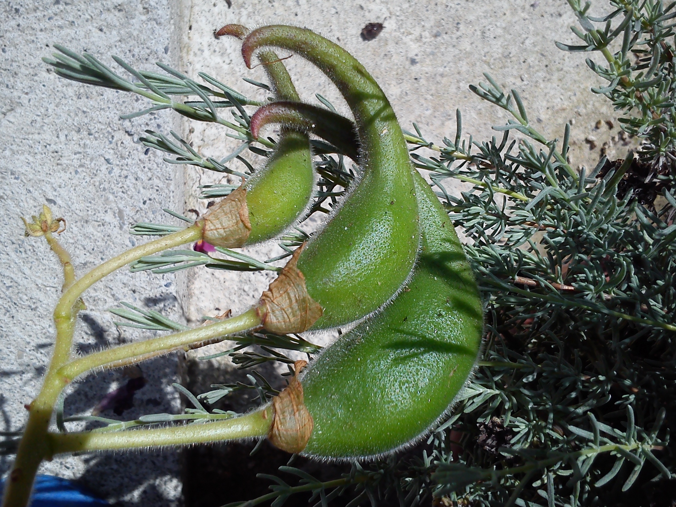 Frutti di Proboscidea louisianica ssp. fragrans