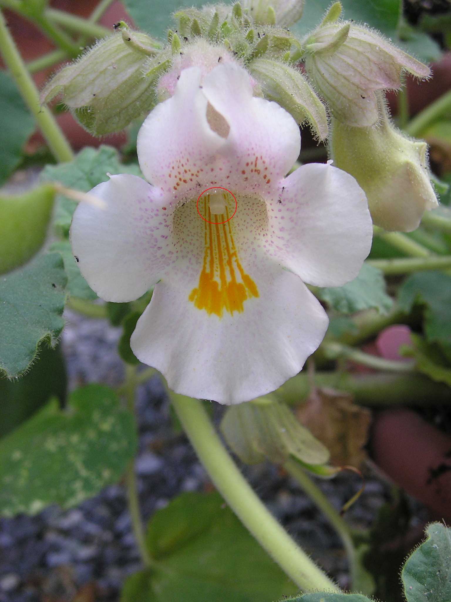 Fiore Proboscidea louisianica