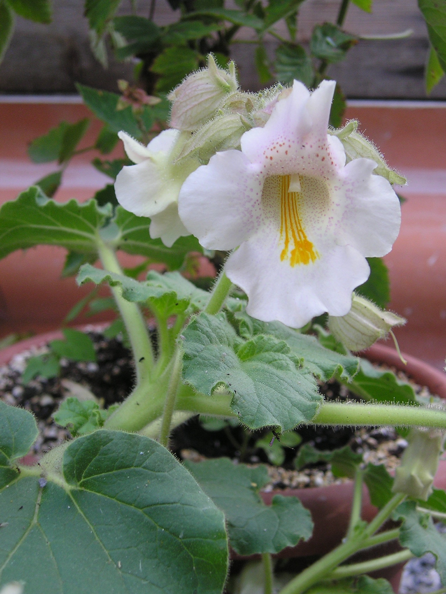 Pianta adulta di Proboscidea parviflora