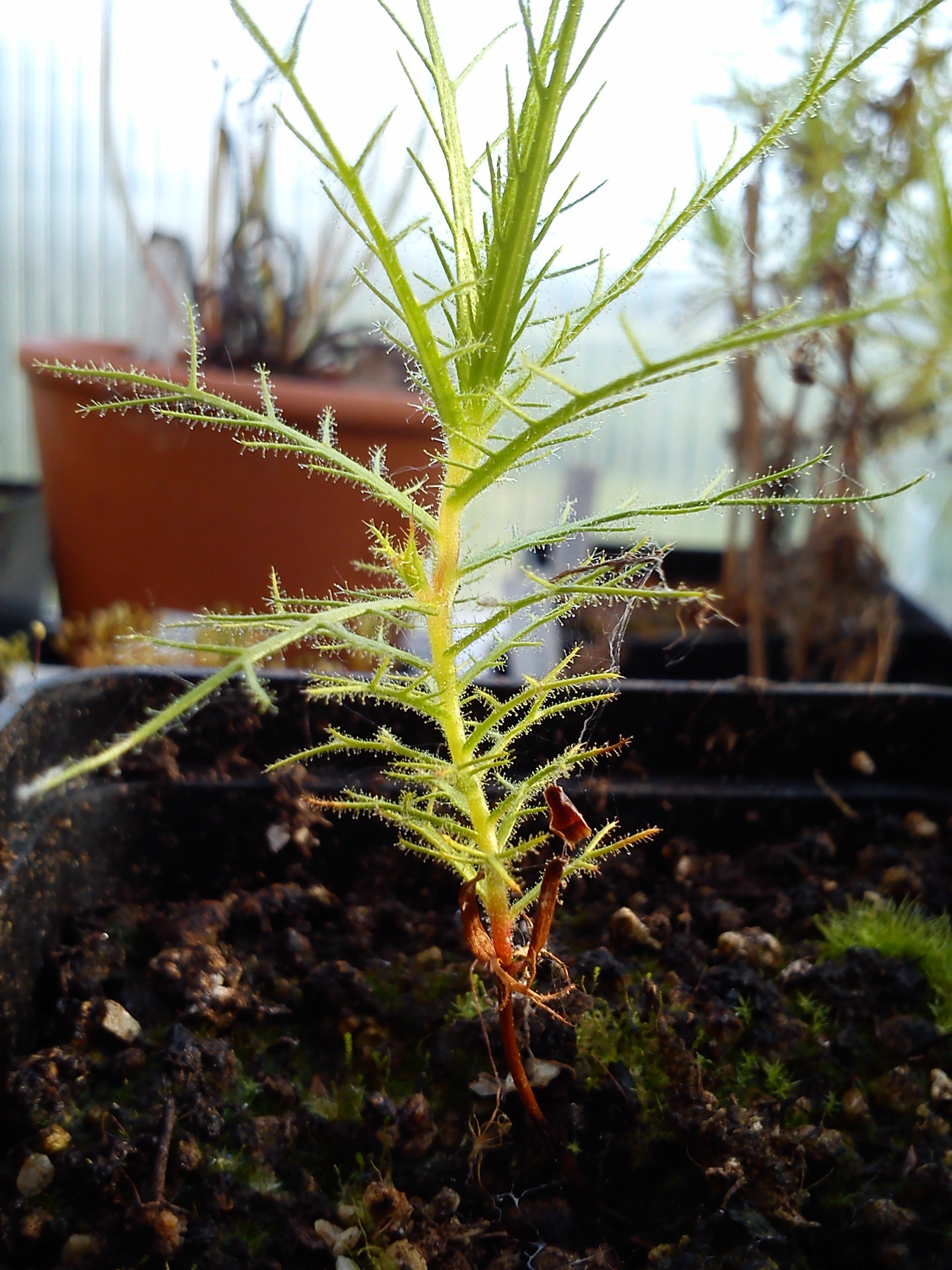 Plantula Roridula dentata, Settembre 2012