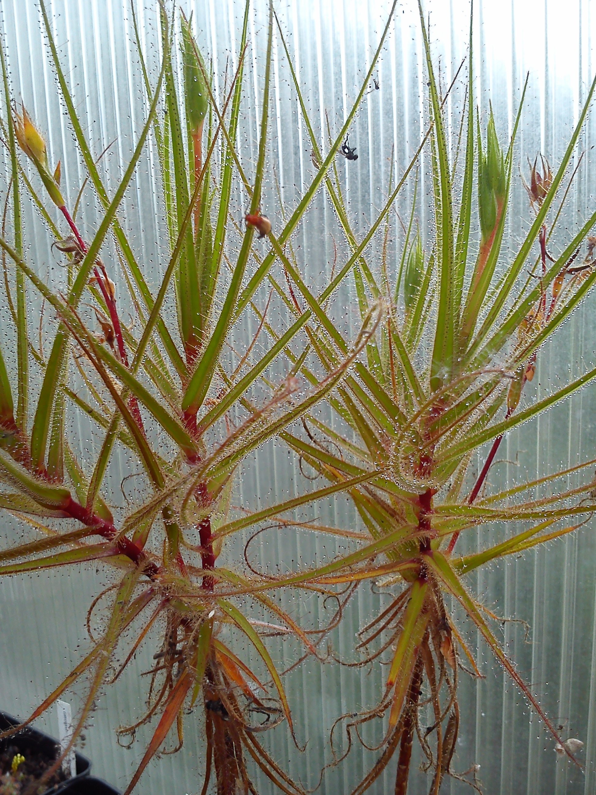 Roridula gorgonias