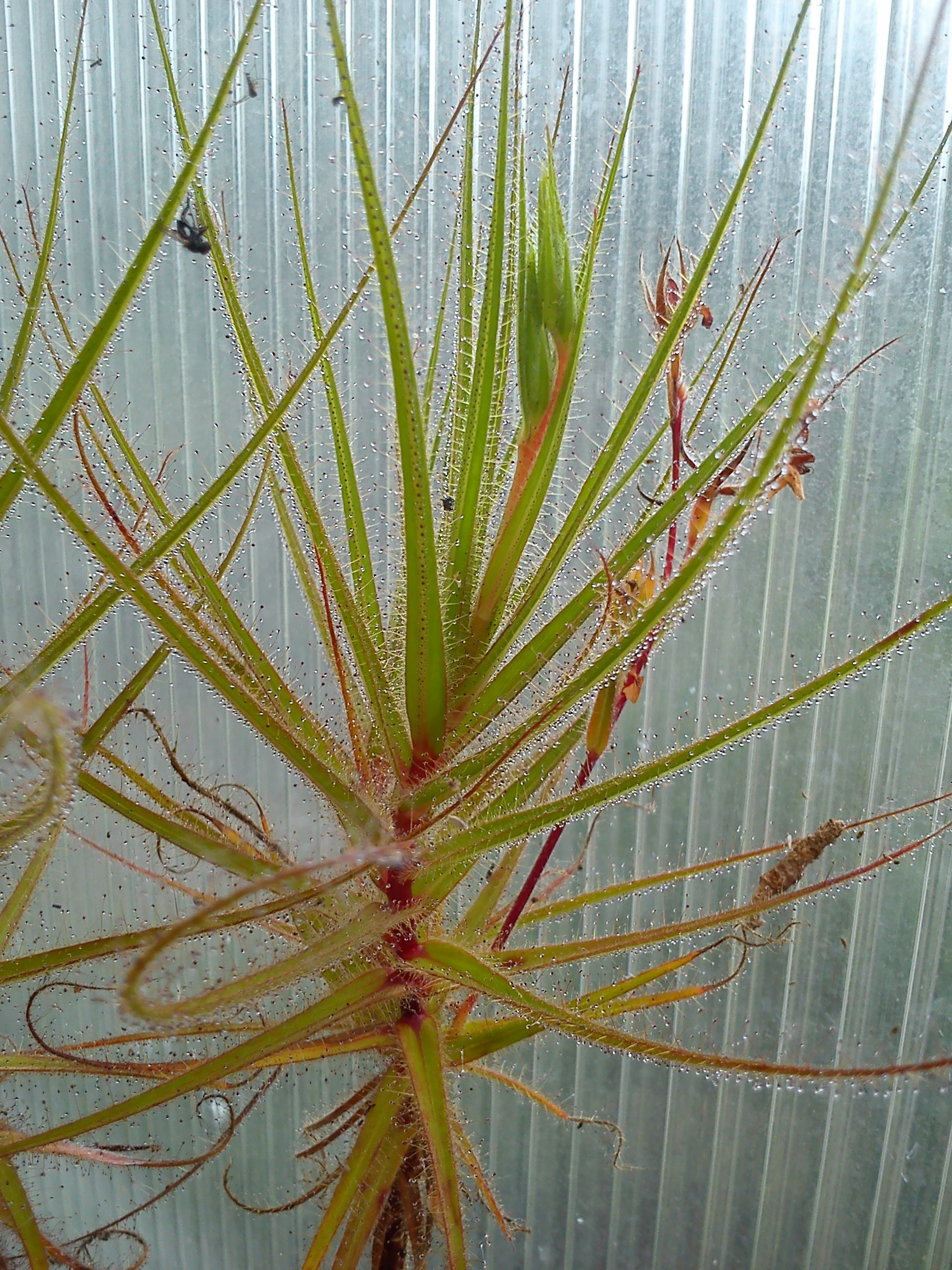 Roridula gorgonias