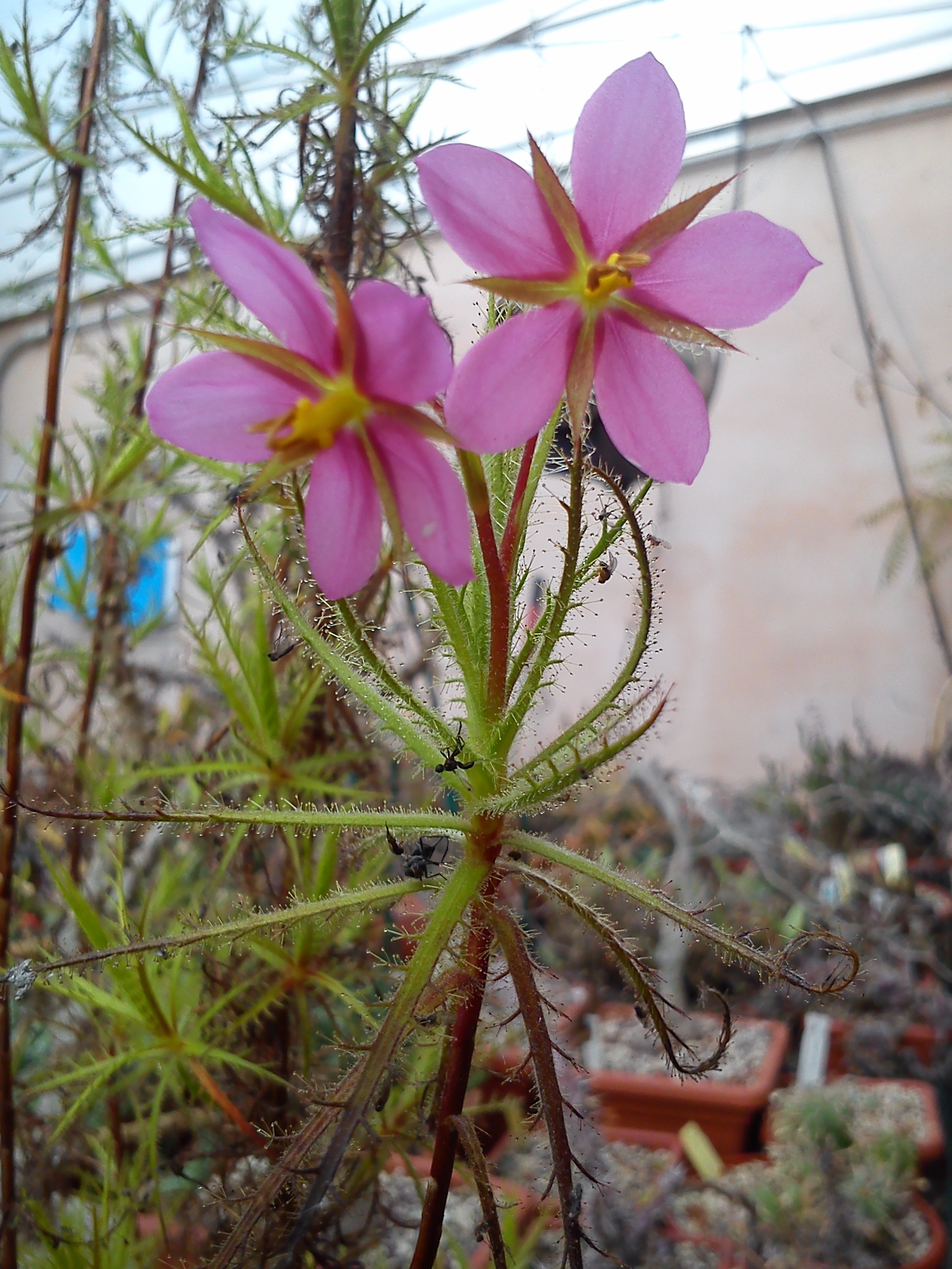 Fiore Roridula dentata