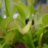 Dionaea muscipula