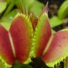 Dionaea muscipula, Estate 2012.