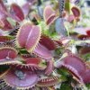 Dionaea cv. \'Akai Ryu\'