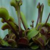 Dionaea cv. \'Akai Ryu\', Estate 2013.