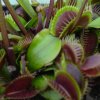 Dionaea cv. \'Akai Ryu\', Estate 2013.