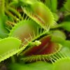 Dionaea cv. \'B52\', Estate 2012.