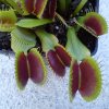 Dionaea cv. \'B52\', Estate 2013.