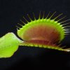 Dionaea muscipula