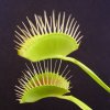 Dionaea muscipula, Estate 2011.