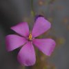 Drosera menziesii - Fiore