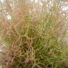 Drosera binata var. dichotoma f. multifida