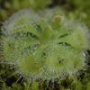 Drosera burmannii