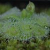 Drosera burmannii