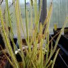 Drosera filiformis