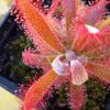 Drosera